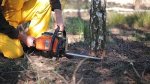 Best Tree Health Inspection  in Benicia, CA