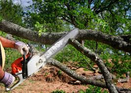 Best Tree Cabling and Bracing  in Benicia, CA