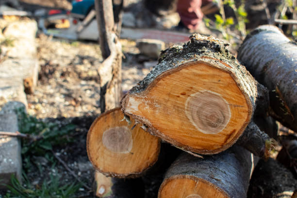 Best Tree Risk Assessment  in Benicia, CA