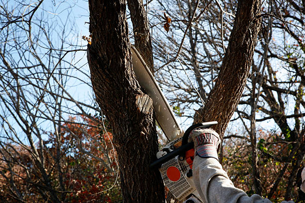 Best Hedge Trimming  in Benicia, CA