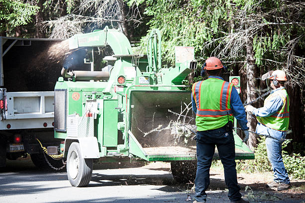 How Our Tree Care Process Works  in  Benicia, CA