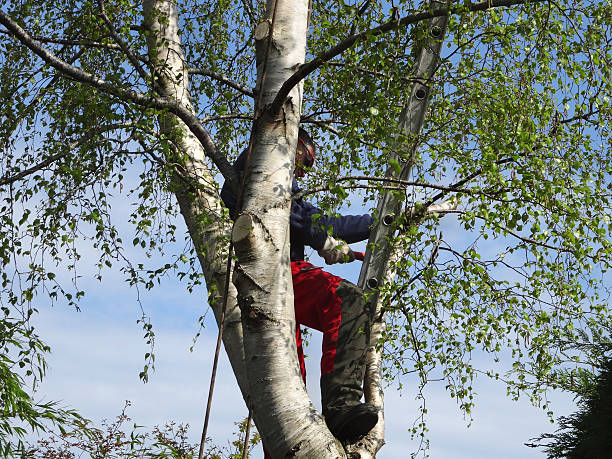 Professional Tree Care in Benicia, CA