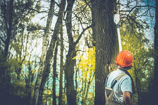 Best Hazardous Tree Removal  in Benicia, CA