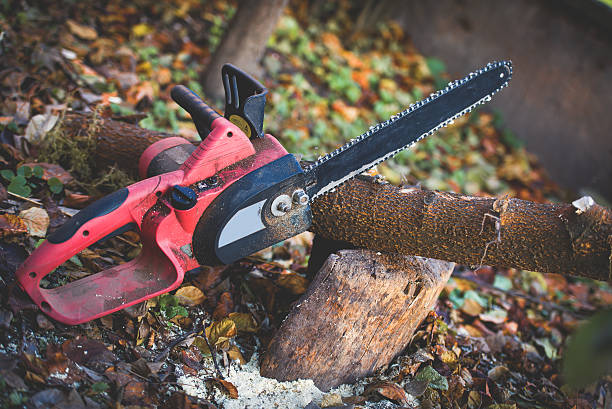 Best Tree Maintenance Programs  in Benicia, CA