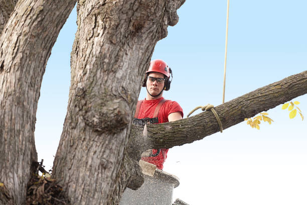 Best Arborist Consultation Services  in Benicia, CA